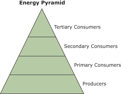 An Illustration titled Energy Pyramid. Producers are at the bottom of the pyramid. Primary consumers are above Producers. Secondary consumers are above primary consumers. Tertiary Consumers are at the top of the pyramid above Secondary Consumers.